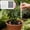 Black, variant on LWVITH 10 Pack Plant Ventilation Sticks, Cuttable Breathable Aeration Tubes for Potted Soil, Gardening Watering Tool for Roots, Enhance Air Circulation, Fertilizer Applicator for Outdoor Plants