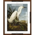 thumbnail image 5 of Art.com Snowy Heron or White Egret / Snowy Egret (Egretta Thula), Plate CCKLII, from 'The Birds of America' Giclee Print by John James Audubon, Brown Frame Wall Art, 17" x 21", 5 of 5