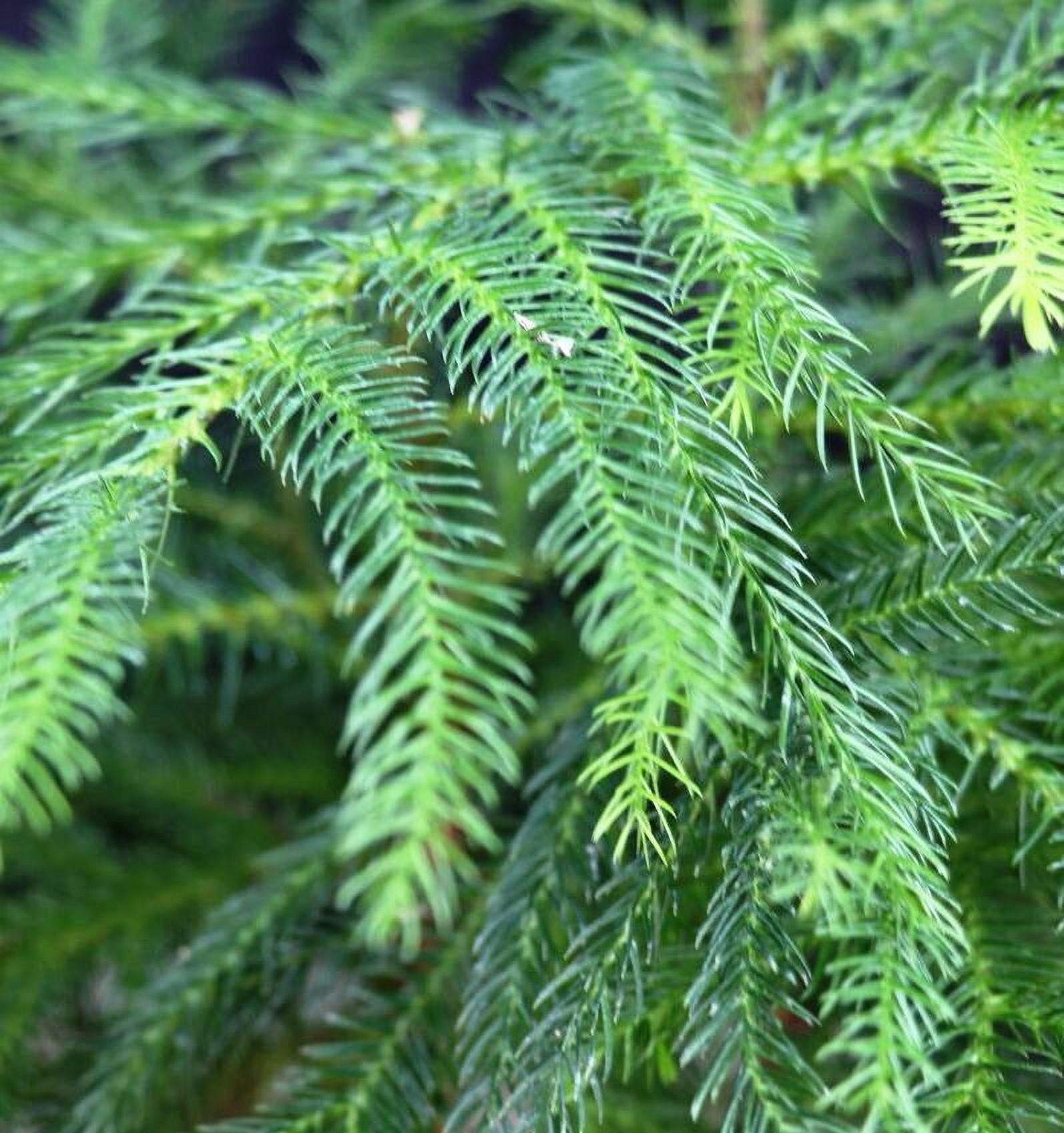 Norfolk Island Pine Bonsai Tree Five Tree Forest Group Indoor Easy to ...