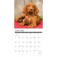 thumbnail image 3 of Just Vizslas 2024 12 X 12 Wall Calendar (Calendar), 3 of 4