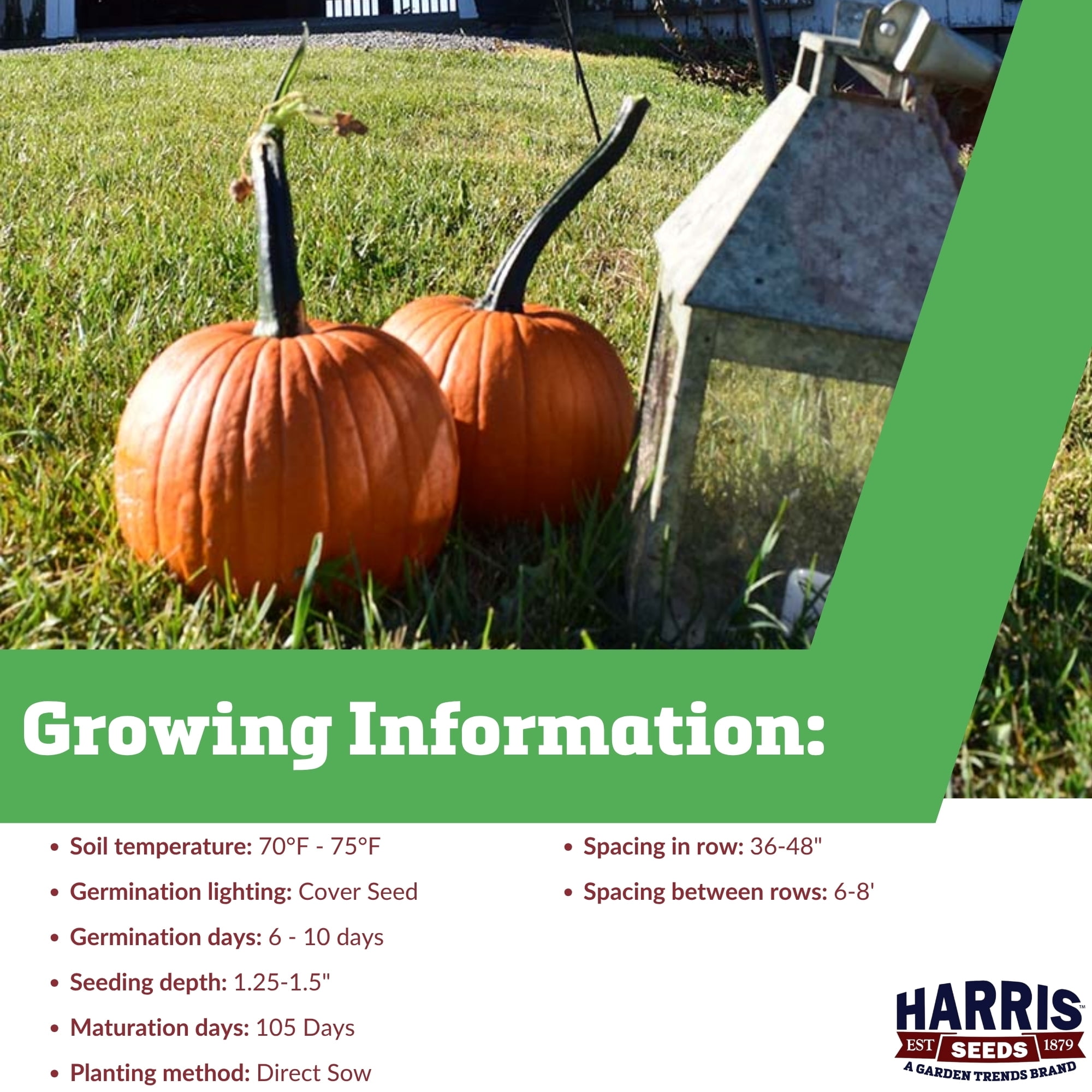 Harris Seeds Pumpkin Field Trip F1, Medium Size Orange Pumpkins for Garden Growing, Treated, 250 Count