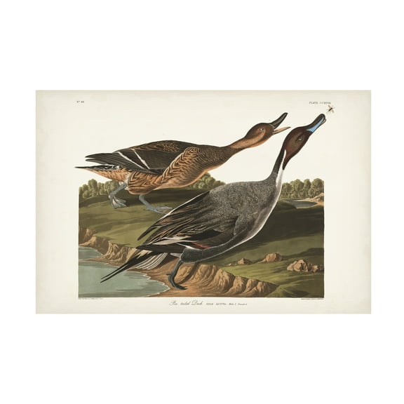 John James Audubon 'Pin Tailed Duck' Canvas Art