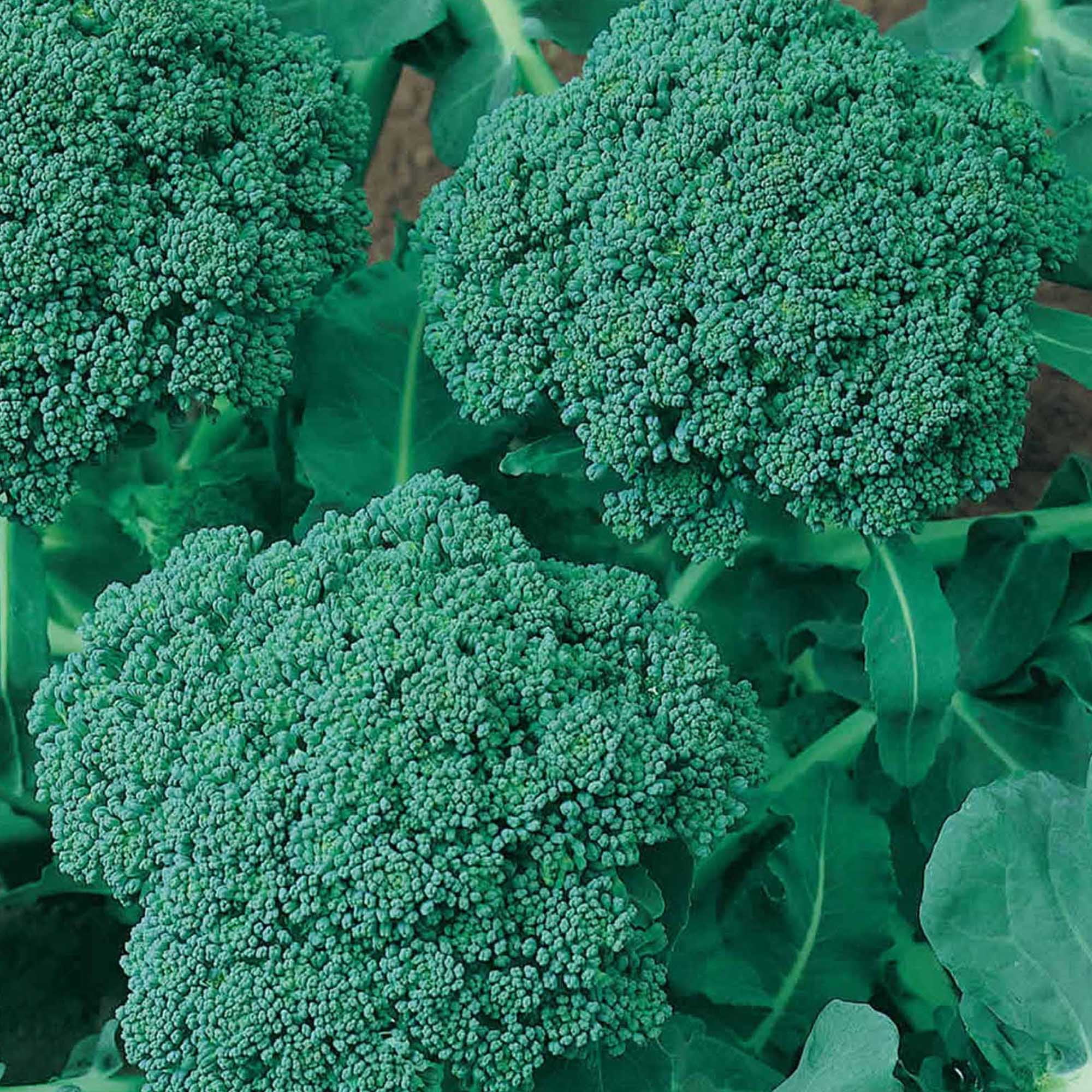 Organic Green Sprouting Calabrese Broccoli Seeds 500 mg 150 Seeds