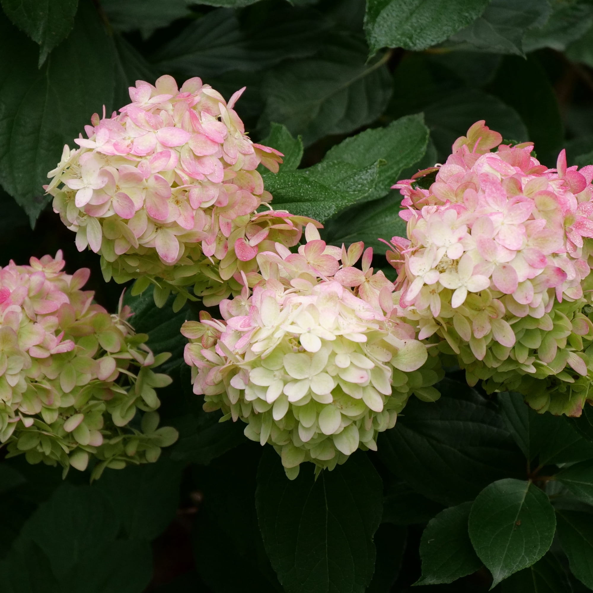 Proven Winners ColorChoice Limelight Prime Hydrangea Live Shrub (5 Gallon)