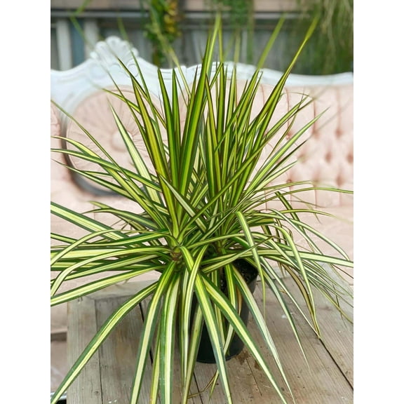 Ray of Sunshine Dragon Tree-Cane Tree-Tropical Plant  10" Pot