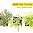 thumbnail image 6 of 1 Italian Cooking Herb Plant Trio: Live Aromatic Culinary Herbs in 3.5" Cubes | Garden-Ready Oregano, Sage & Garden Thyme Plants with Fresh Savory Flavor for Cooking, Containers & Home Herb Gardens, 6 of 8