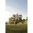 thumbnail image 3 of Blaustein, Alan 17x24 Black Modern Framed Museum Art Print Titled - Oak Tree - 87, 3 of 5
