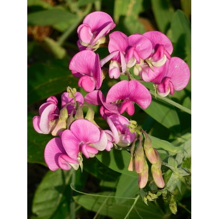 Canvas Print Flower Sweet Sweet Pea Wild Flower Plant Wild Pea Stretched Canvas 10 x