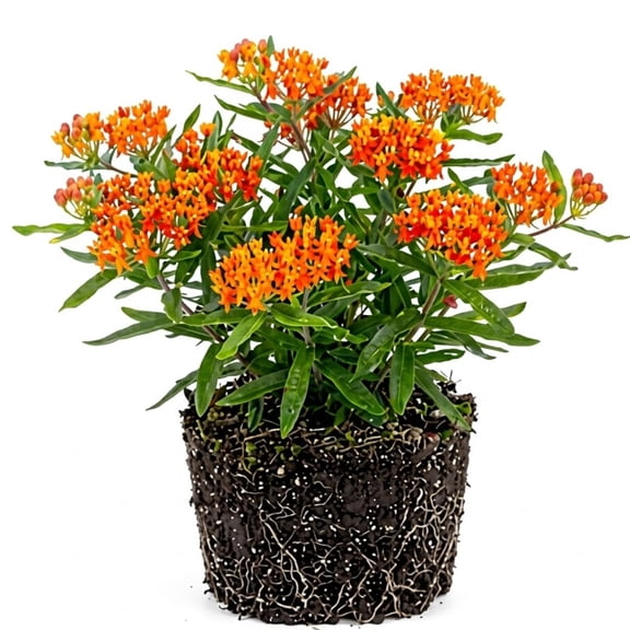 2 Milkweed Live Plants, Flower Plant, 4-6 Inch Tall