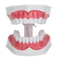 thumbnail image 2 of Keenso Teeth Model Teeth Model Tool Human Anatomical Model Durable Standard, 2 of 8
