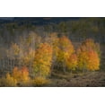 thumbnail image 2 of Jaynes Gallery 24x17 White Modern Wood Framed Museum Art Print Titled - USA-Colorado-Uncompahgre National Forest Aspen trees in late autumn, 2 of 4