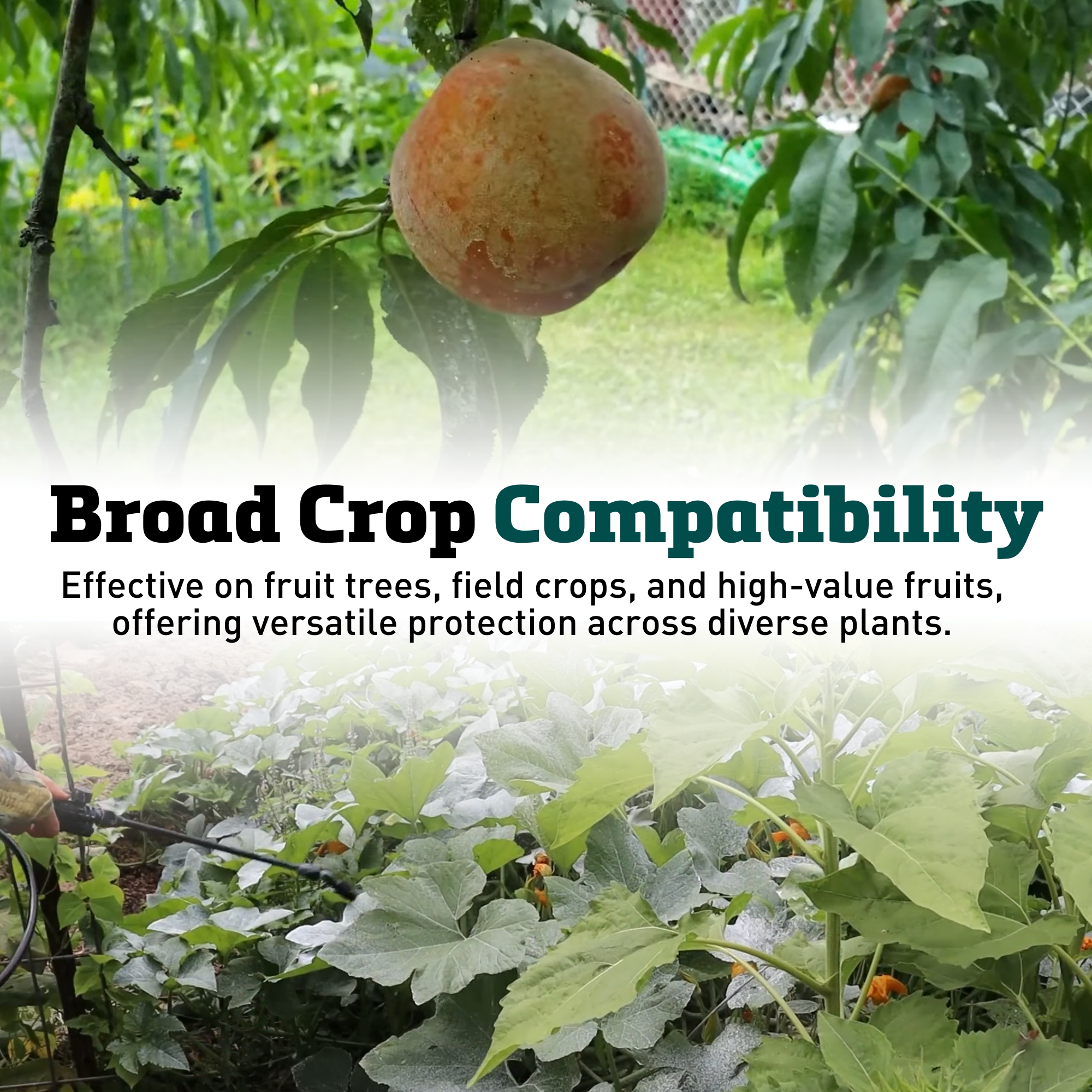 Harris Seeds - Surround WP Organic Crop Protectant - 25 Lbs.