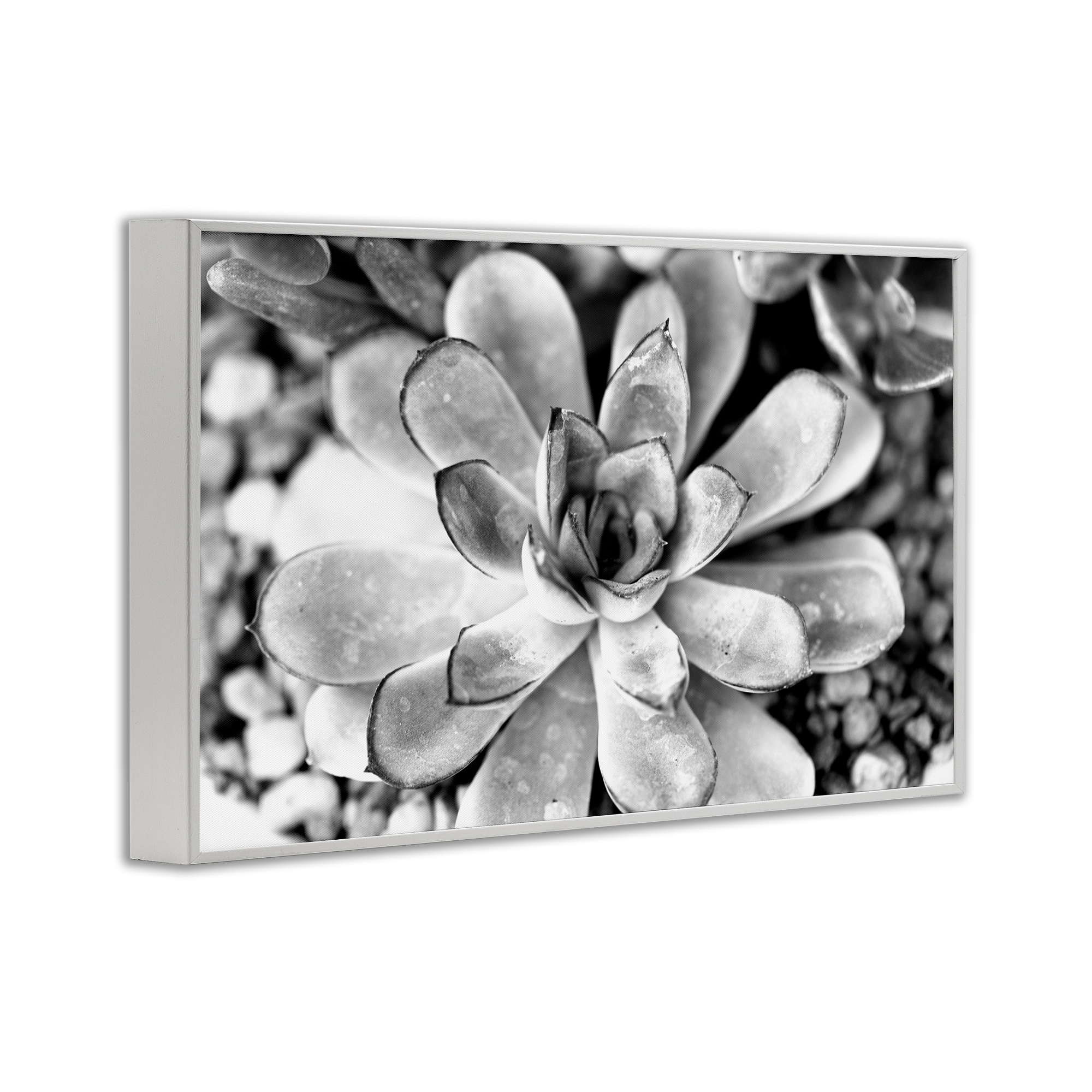 Stupell Industries Monochrome Succulent Leaves Botanical & Floral Photography White Framed Art Print Wall Art, 30 x 20