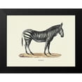 thumbnail image 2 of Schinz, Heinrich Rudolf 24x19 Black Modern Framed Museum Art Print Titled - Zebra, 2 of 5