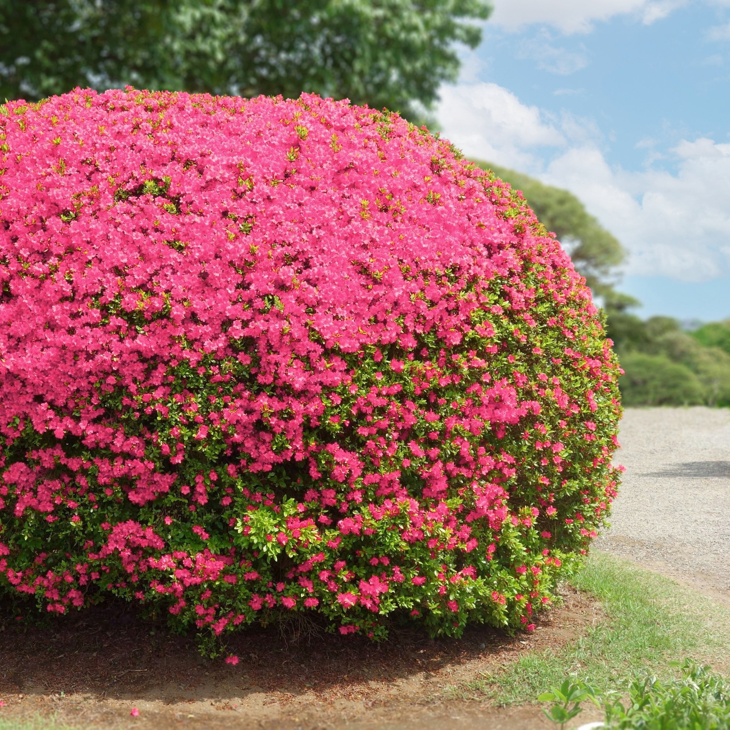 3 gal. Azalea Chinzan Flowering Shrub with Pink Blooms