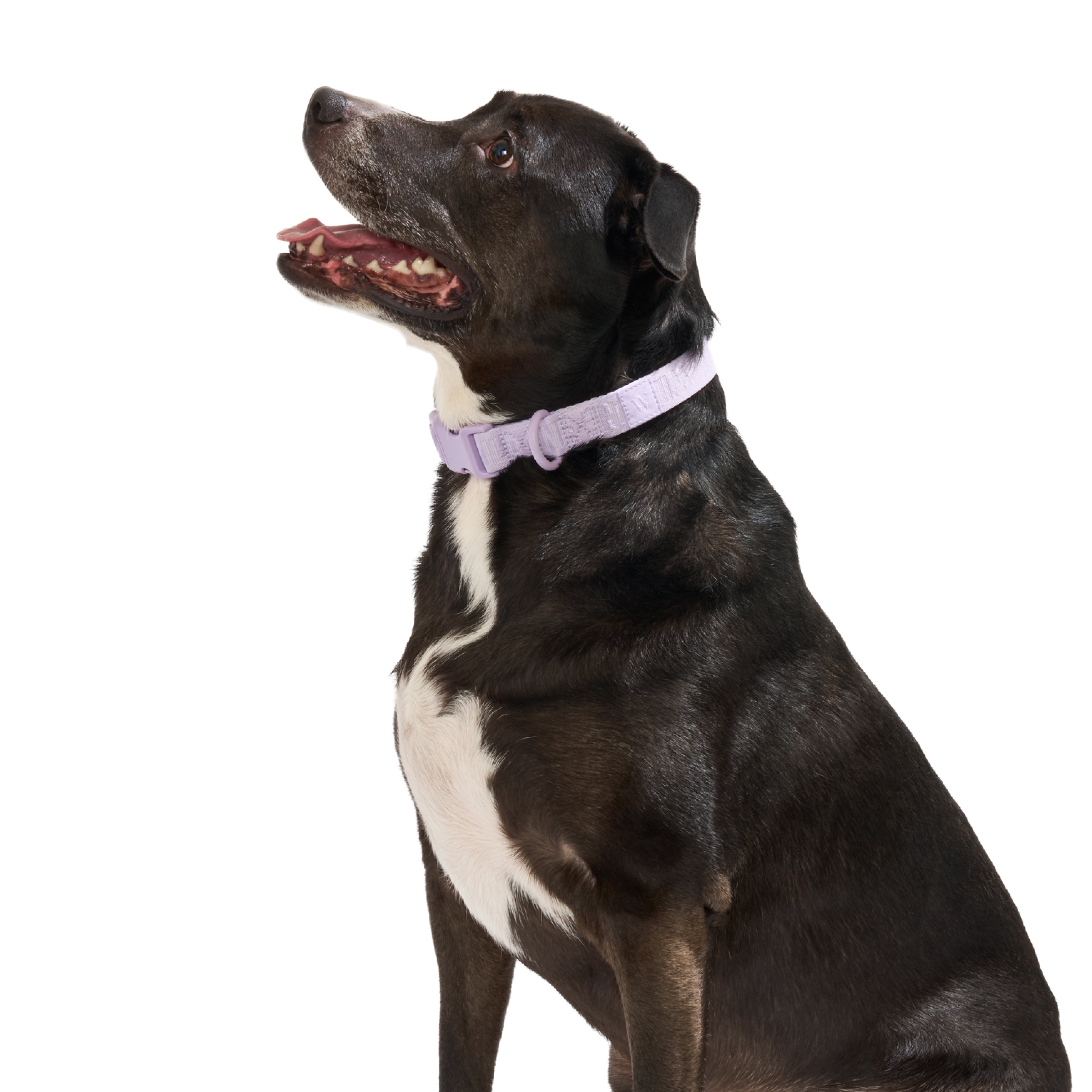 Wild One Quick-Release Adjustable Dog Collar, Lilac Purple, Large/X-Large