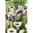 thumbnail image 2 of TASC Flower Bulbs - Calla Lily Picasso, 2 of 2