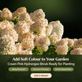 thumbnail image 5 of Hydrangea , Shade Plant for Gardens-Easy Grow-Low Maintenance-Ideal for Beds Borders, Plant Pots & Planters, 5 of 6