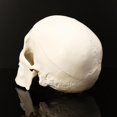 thumbnail image 5 of YSABOXY Life Size Human Anatomical Anatomy Resin Head Bone Skull Model Teaching, 5 of 5
