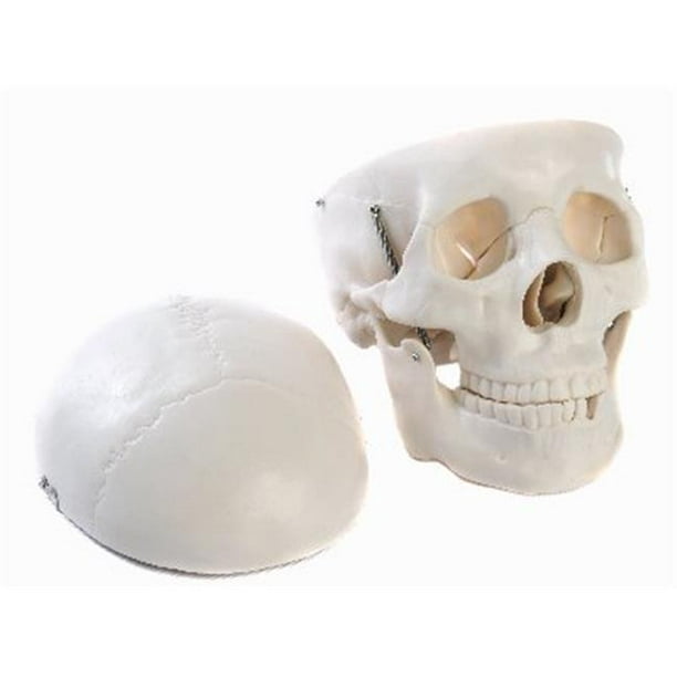 American Educational Products 7-1391 Modèle de Crâne en Plastique