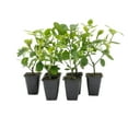 thumbnail image 4 of 6 Live Manhattan Euonymus Plants (Euonymus Kiautschovicus ‘Manhattan’) – Evergreen Shrub for Hedges, Thriving in 2.5” Nursery Cubes, 4 of 6