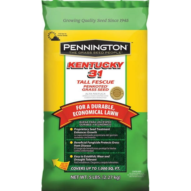 SEED KENTUCKY 31 PENKOTED 5LB