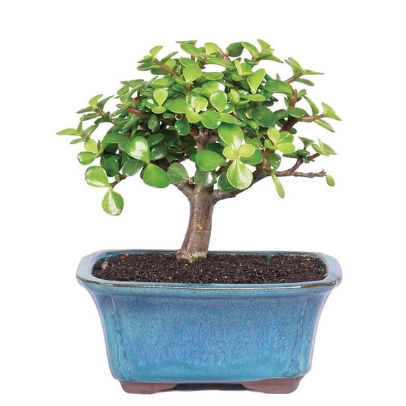 From You Flowers - Succulent Jade Bonsai Tree for Birthday, Anniversary, Get Well, Congratulations, Thank You, All Occasions