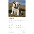 thumbnail image 2 of Bulldog Puppies | 2026 12x24" (Hanging) Wall Calendar | Plastic-Free | BrownTrout, 2 of 8
