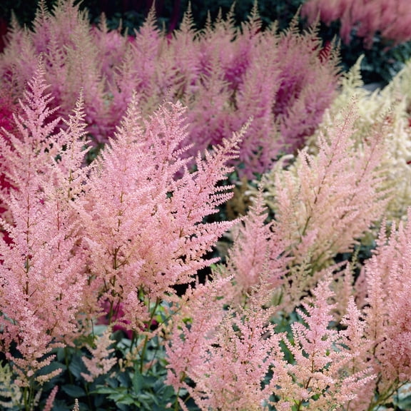 Van Zyverden Astilbe Everchanging Peaches and Cream Set of 5 Plant Roots Multicolor Partial Shade Pollinator 2 lbs