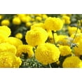 thumbnail image 2 of Marigold Seeds for Planting Outdoors, Pack MVR1&nbsp;of 2500 Flower Seeds for Plating (Yellow), 2 of 3