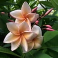 thumbnail image 6 of 10 Blush Orange Plumeria Seeds, 6 of 7