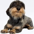 thumbnail image 2 of CafePress - Wirehaired Dachshund Infant Bodysuit - Baby Light Bodysuit, Size Newborn - 24 Months, 2 of 4