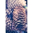 thumbnail image 2 of Natural Pine Cones for Decor or Crafts - Hand Gathered - 4-5 Inch Cones (30 Pine Cones), 2 of 3