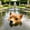 A2, variant on Pond Floating Dog Head,Float Puppy Garden Statue,Fountain Swimming Pool Resin Dog Head Statue for Goose,Heron,Duck Deterrent Control,Waterproof Realistic Animal Party Decoration