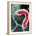 thumbnail image 1 of Helicobacter Pylori Bacterium, Framed Art Print Wall Art by NIBSC Sold by Art.Com, 1 of 6