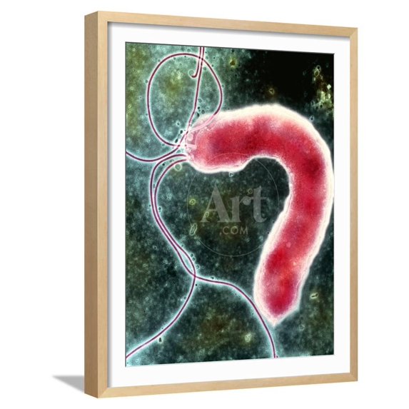 Helicobacter Pylori Bacterium, Framed Art Print Wall Art by NIBSC Sold by Art.Com
