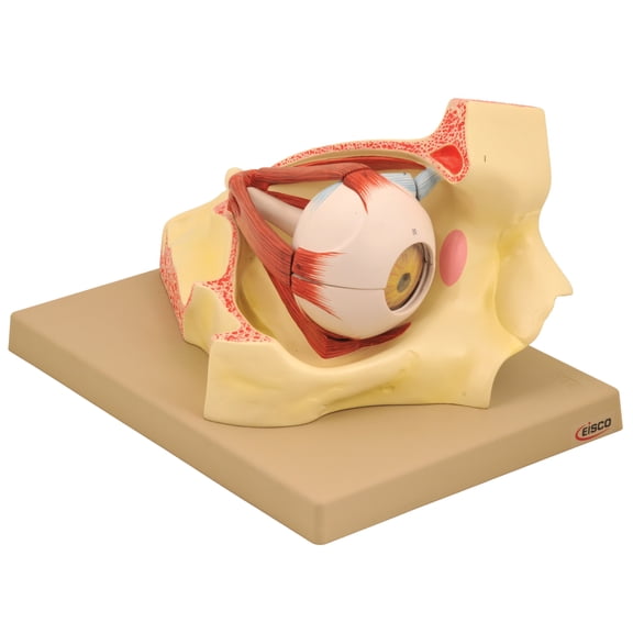 Eisco Labs Model, Human Eye in Orbit, 9 Part, Dissectable, 3 Times Enlarged