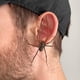 thumbnail image 1 of Pendientes realistas para hombres Día de los Inocentes Joyería divertida Araña Favores de fiesta Pendientes góticos divertidos para mujeres y niñas, 1 of 5