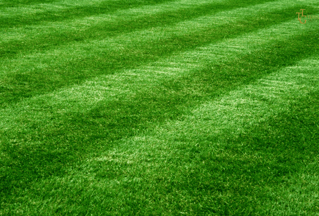 5000 Seeds Emerald Zoysia Grass Seeds for Planting, Zenith Zoysia Seeds for Lawn, Easy to Grow