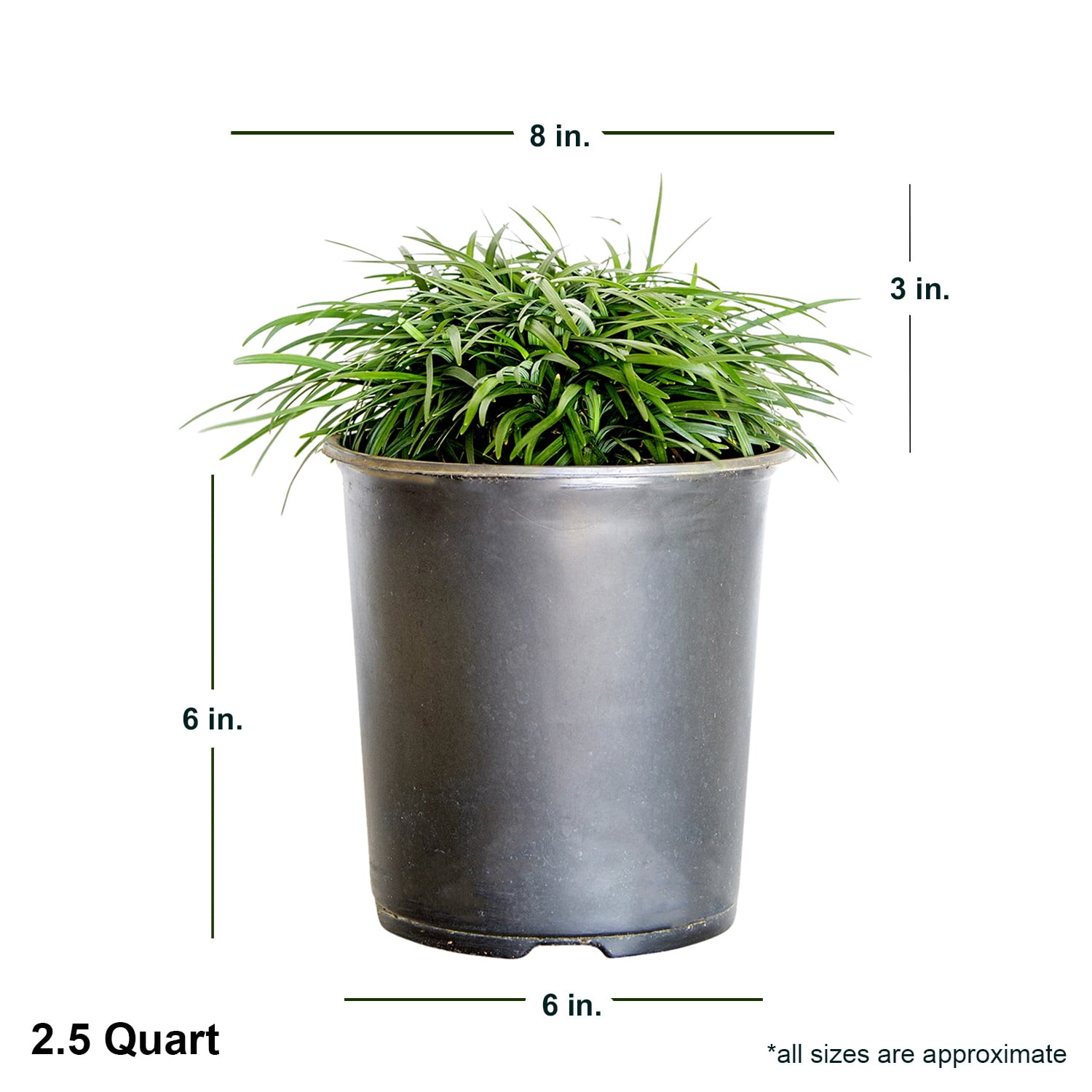 Expert Gardener Dwarf Mondo Grass Low-Growing Evergreen Groundcover in 2.5-Quart Grower Pot
