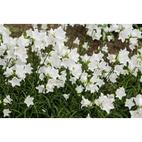 500 White PEACH LEAVED BELLFLOWER Campanula Persicifolia Flower Seeds