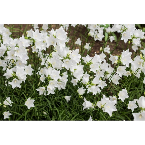 500 White PEACH LEAVED BELLFLOWER Campanula Persicifolia Flower Seeds
