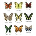 thumbnail image 3 of Butterfly Duvet Cover Set King Size, Watercolor Style Spring Insects Urania Helius Saturnia Pavonia Animal Design, Decorative 3 Piece Bedding Set with 2 Pillow Shams, Multicolor, by Ambesonne, 3 of 3