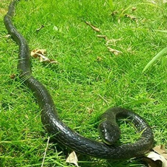 52 Inches Rubber Snakes Fake Snake, Realistic Keep Birds Away, Scary Gag Gift Novelty Toys for Playing Jokes Prankster Stuff Gag To