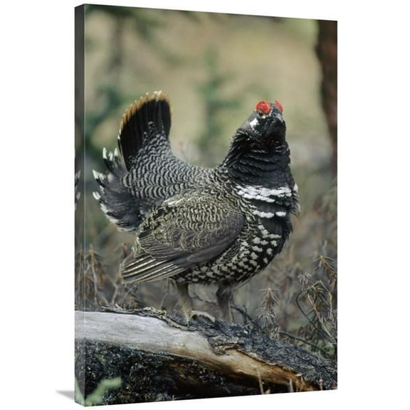 24 x 36 in. Spruce Grouse Male Courting, Alaska Art Print - Michael Quinton