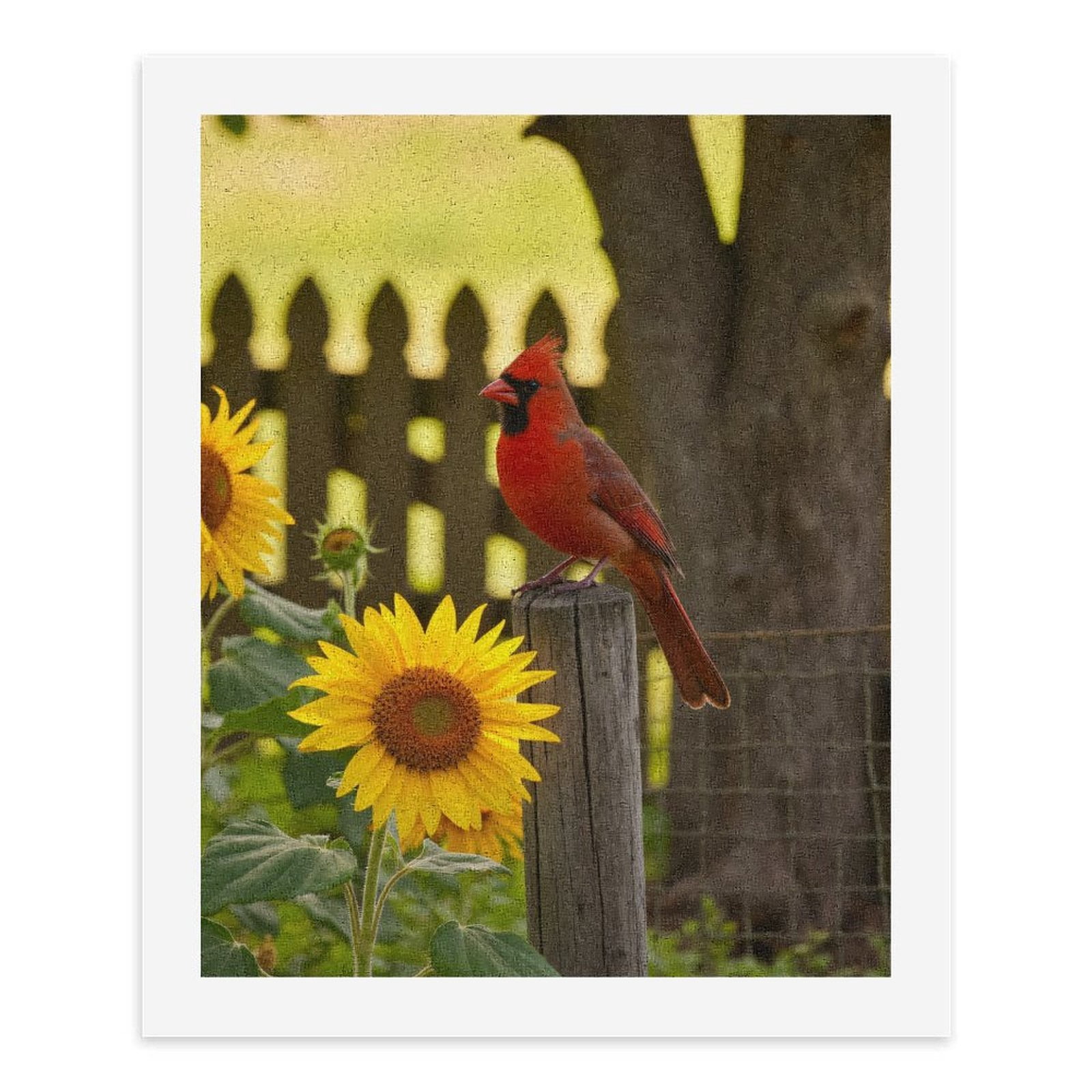 Paint By Numbers Kit for Adults Beginner - DIY Cardinal On Fence With Sunflowers Canvas Painting Kits for Adults, Frameless Paint By Number for Adults for Home Wall Decor 16x20 Inch