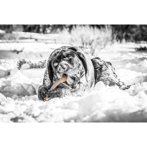 Pet Qwerks BarkBone Natural Instincts BBQ Infused Original Nylon Bone Dog Chew Toys for Aggressive Chewers - BBQ, Large