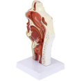 thumbnail image 4 of Anatomical Nasal Cavity Model with Pharynx & Larynx - Detailed Educational Tool for Medical Students & Professionals, 4 of 5