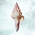 thumbnail image 2 of Prime, Marcus 26x26 White Modern Wood Framed Museum Art Print Titled - Sunshine Infused Shell 2, 2 of 4