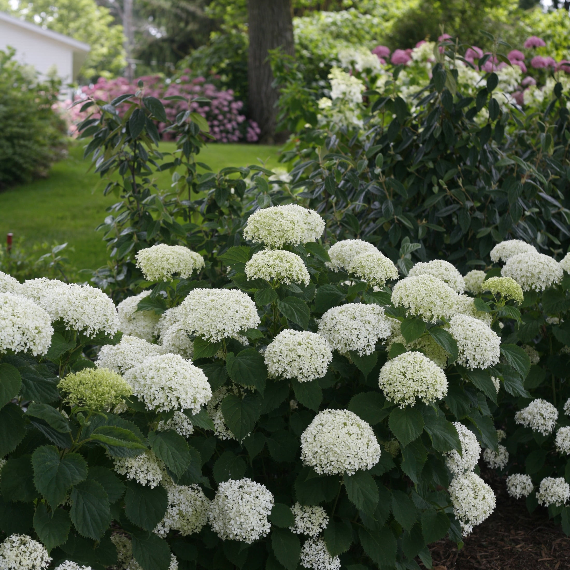 Proven Winners ColorChoice 5" Invincibelle Limetta Smooth Hydrangea Live Plant in 4.5" Pot (4 Count)